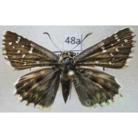 Pyrgus alveus Hübner, 1803 Bulgaria48a